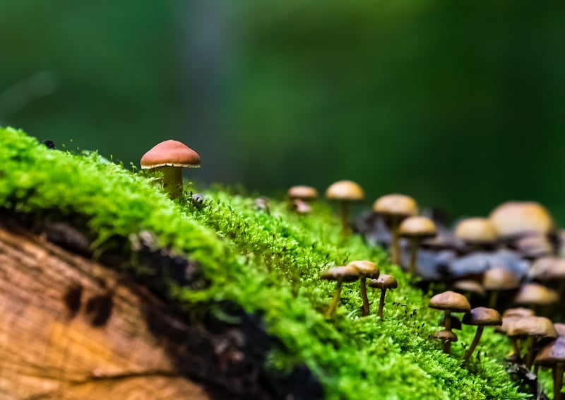 Mossy Details
