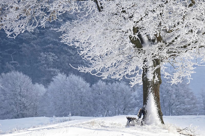 Woodland Scene
